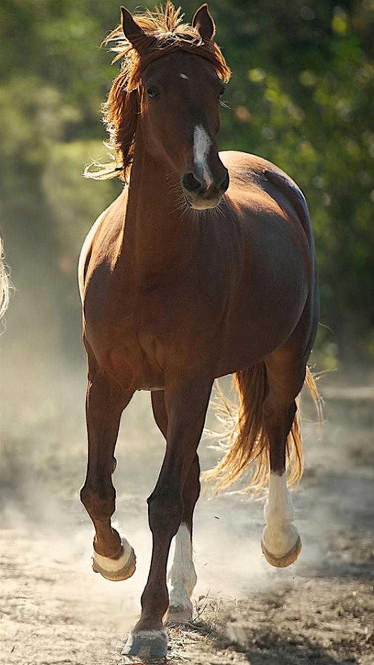 cool horse wallpapers,horse,mammal,vertebrate,mustang horse,mane