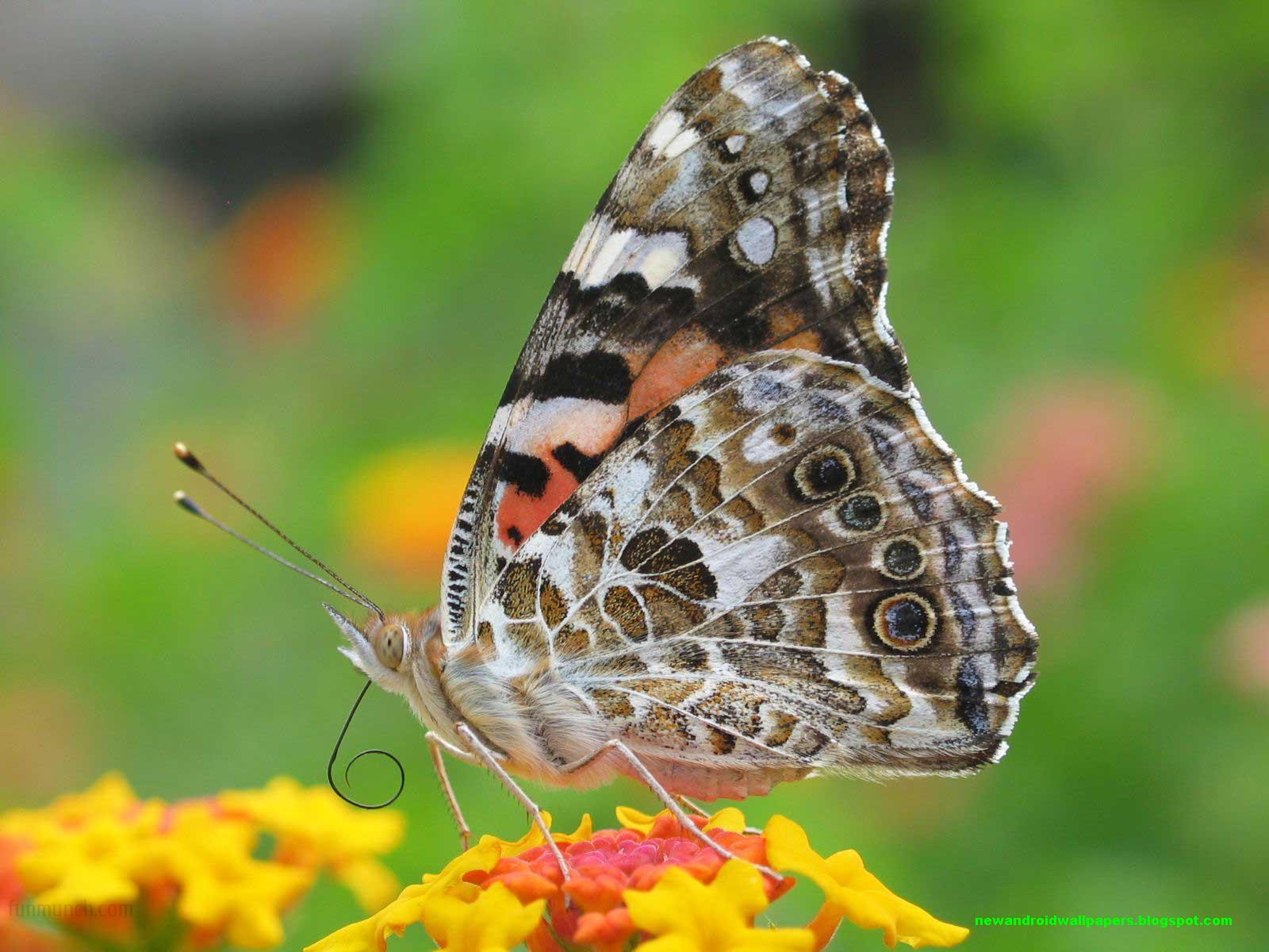 안드로이드 슈퍼 hd 월페이퍼,나방과 나비,나비,신시아 아속,곤충,브러시 발된 나비