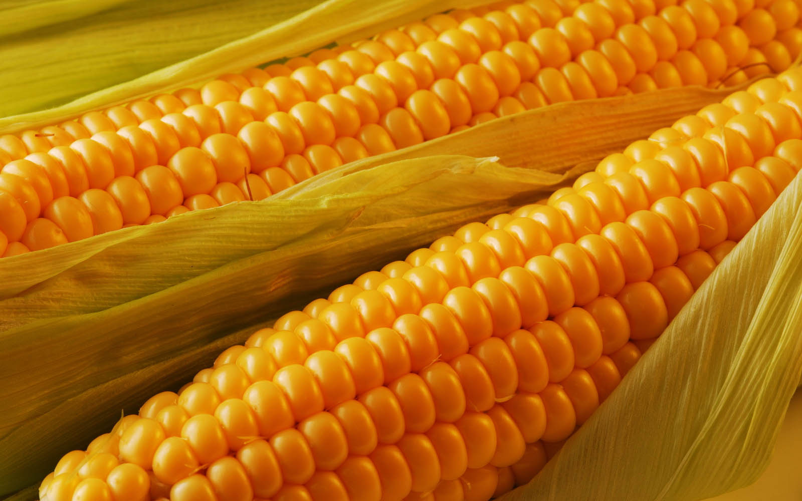 papel tapiz de maíz,granos de maíz,maíz en la mazorca,maíz dulce,maíz en la mazorca,alimentos naturales