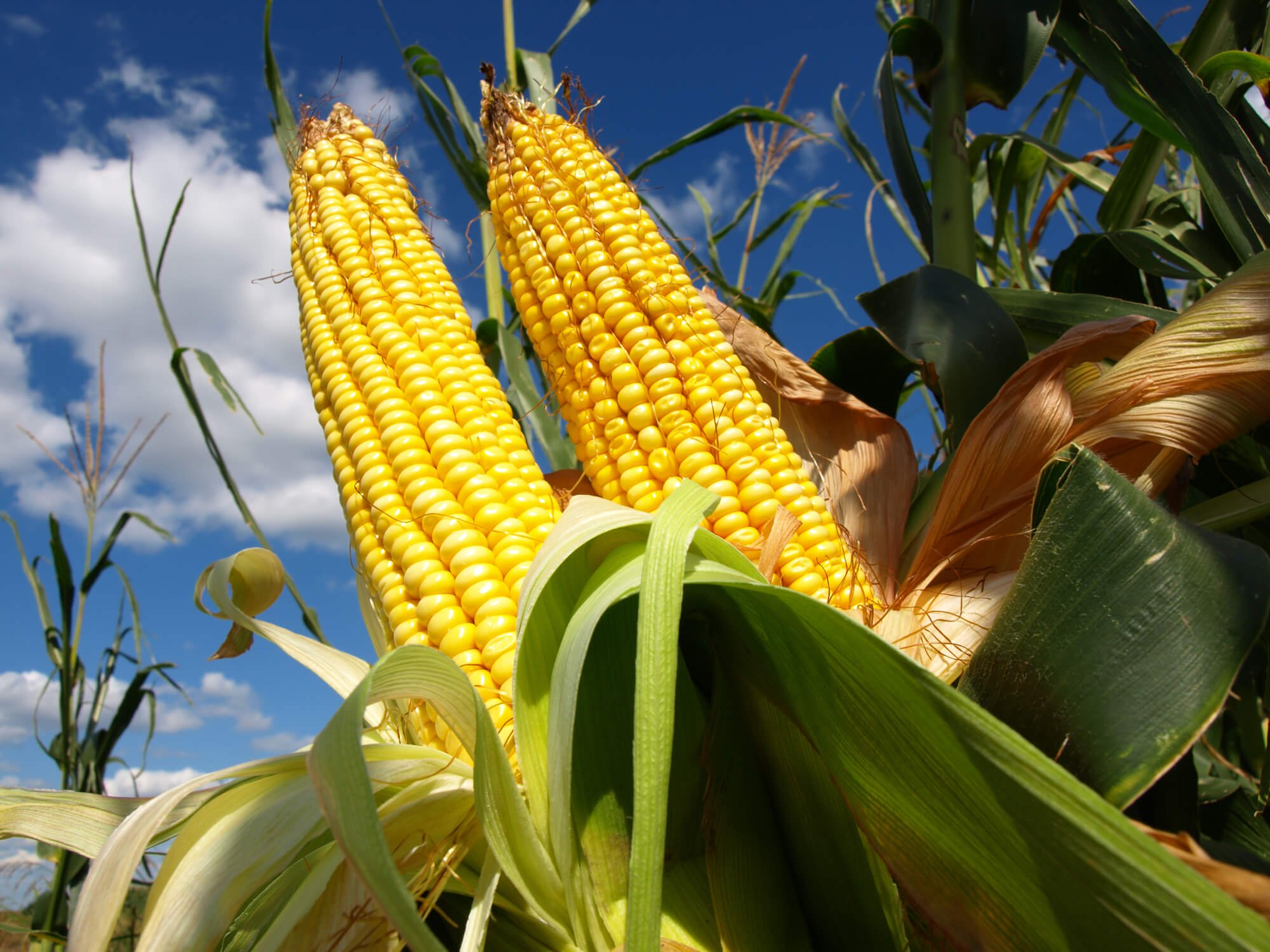 corn wallpaper,sweet corn,corn on the cob,corn kernels,corn,corn on the cob