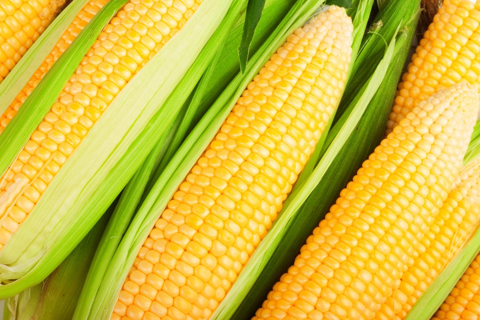 papier peint de maïs,grains de maïs,maïs en épi,le maïs sucré,maïs en épi,légume