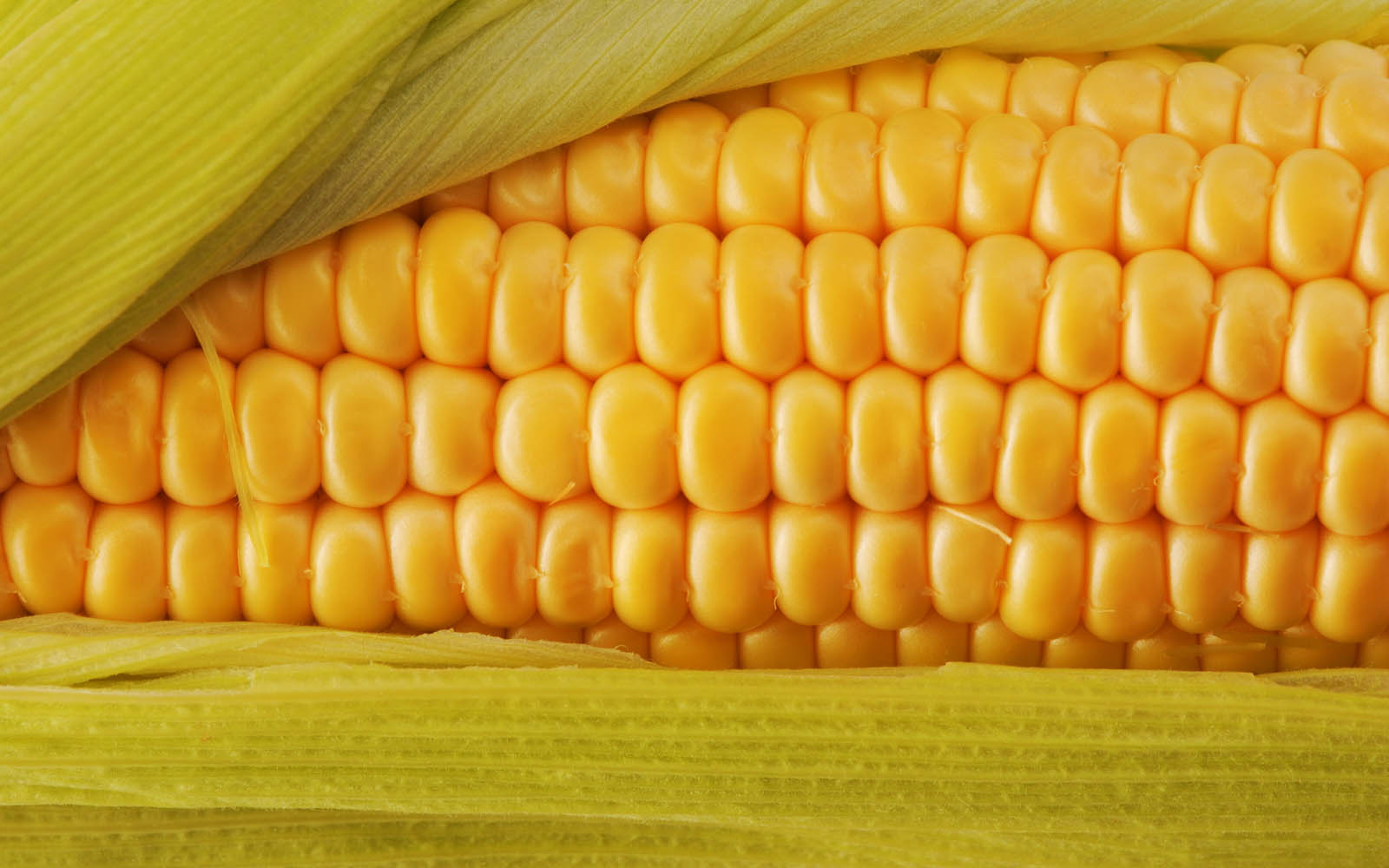 Hd Corn- WallpaperUse