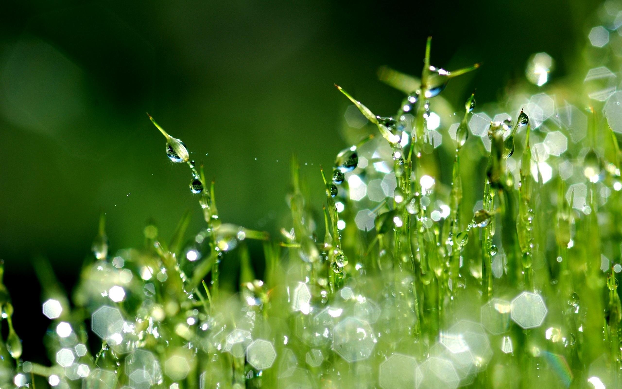 tautropfen tapete,feuchtigkeit,tau,wasser,grün,makrofotografie