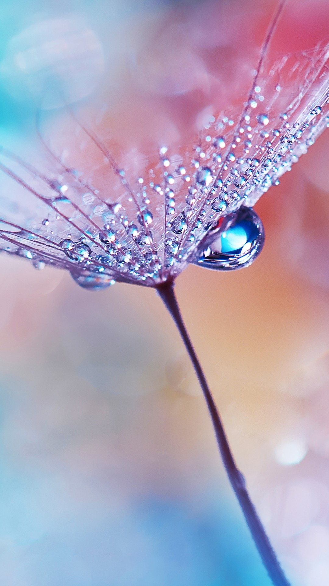 dew drops wallpaper,moisture,dew,water,drop,nature