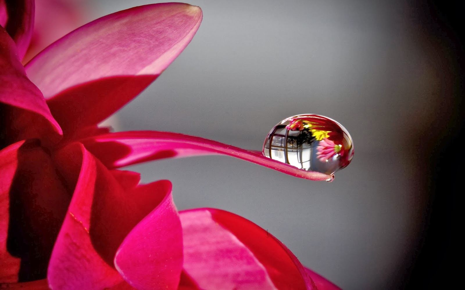 fond d'écran de gouttes de rosée,rose,l'eau,pétale,rouge,macro photographie