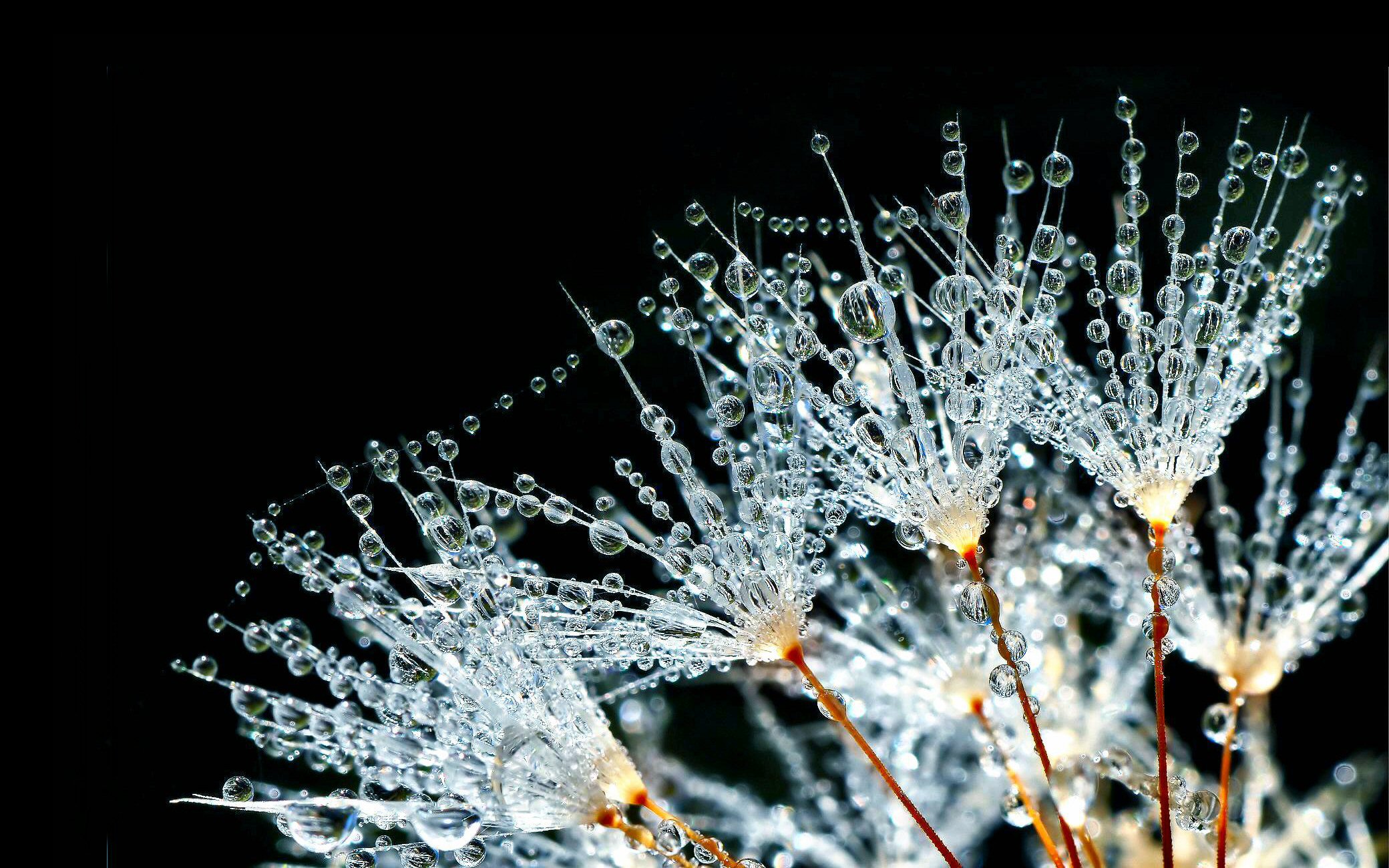 carta da parati gocce di rugiada,acqua,natura,macrofotografia,umidità,albero