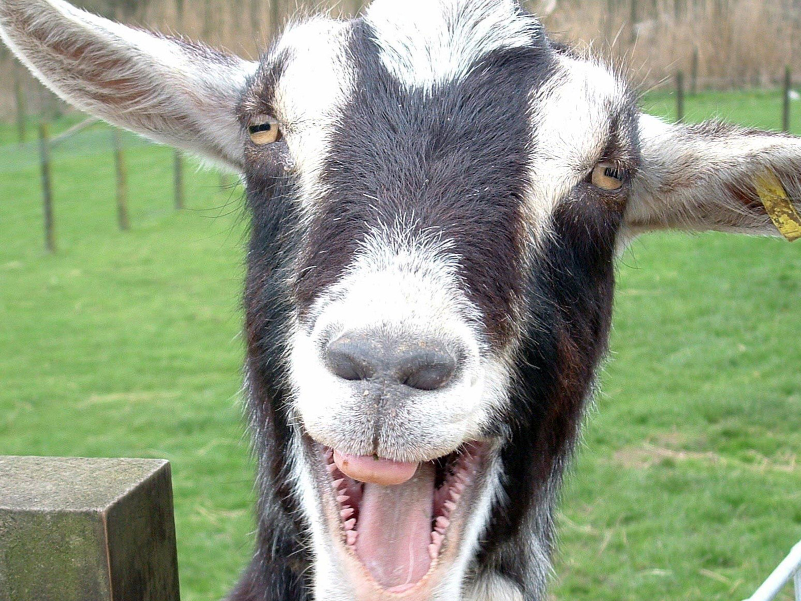 funny wallpaper pictures,goat,goats,mammal,vertebrate,feral goat