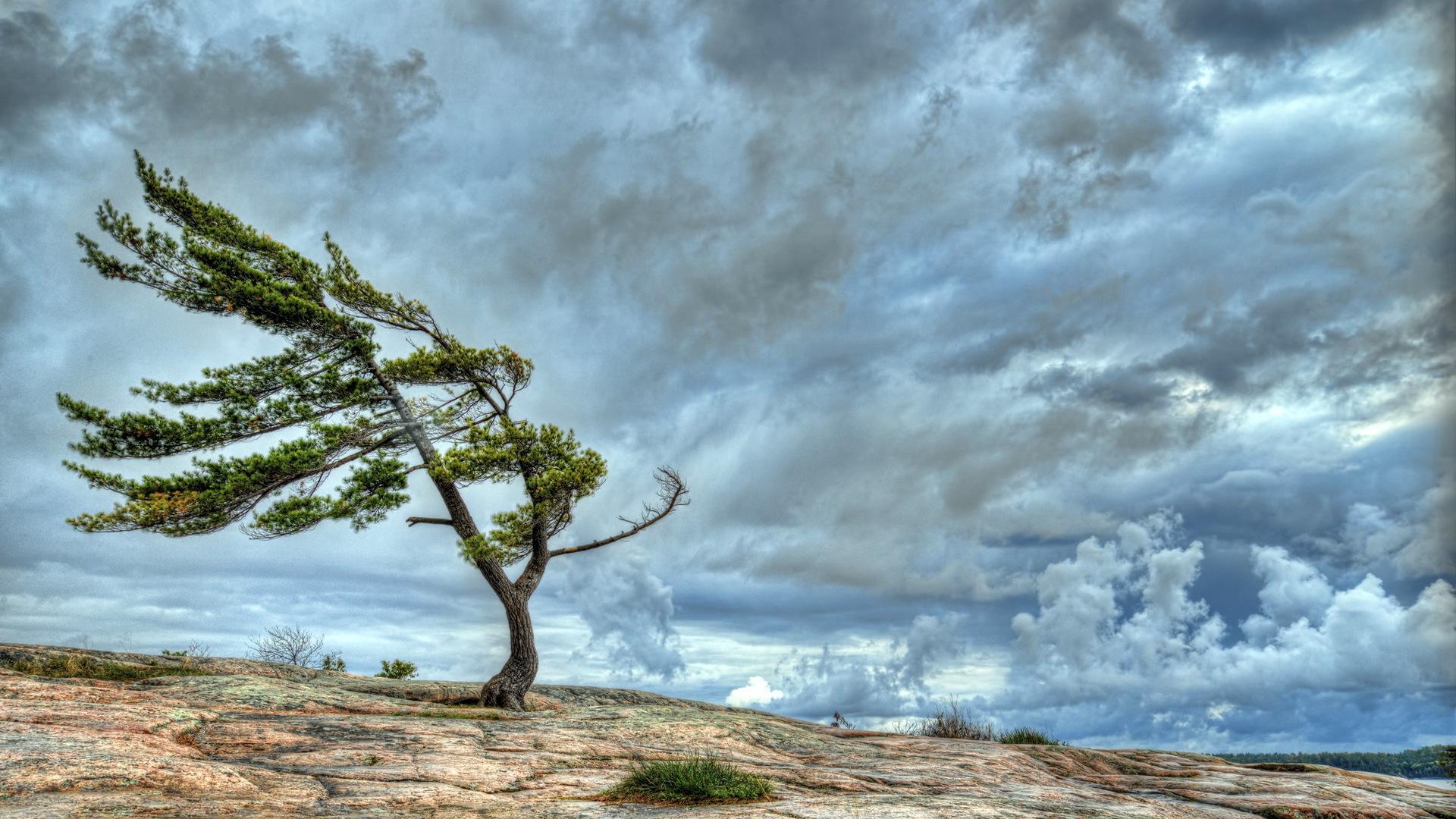 Wind Wallpaper tree sky nature natural Landscape cloud 749289 Wind Wallpaper tree sky nature natural Landscape cloud 749289