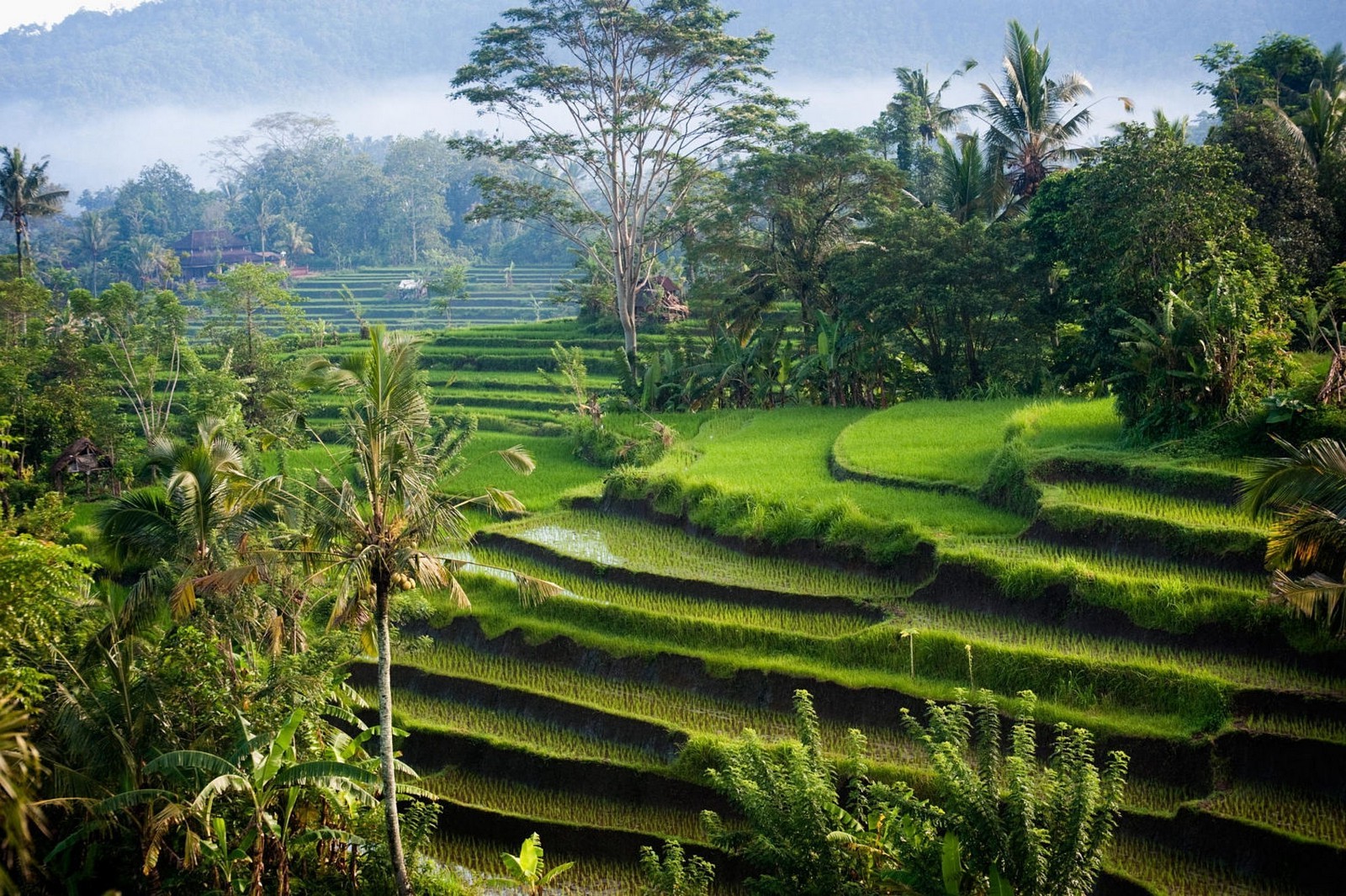 fondo de pantalla alam hijau,paisaje natural,naturaleza,terraza,plantación,paisaje