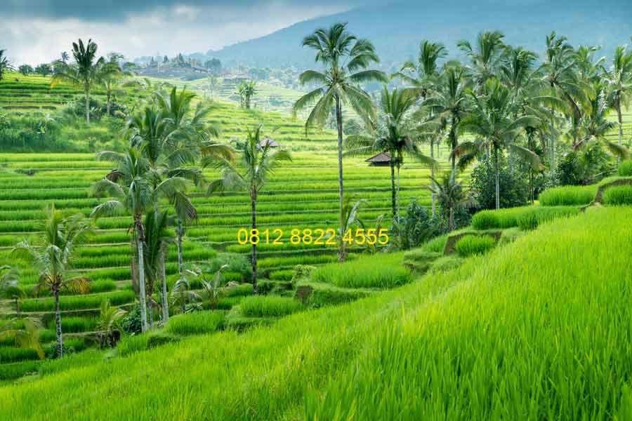 wallpaper alam hijau,nature,natural landscape,vegetation,terrace,field