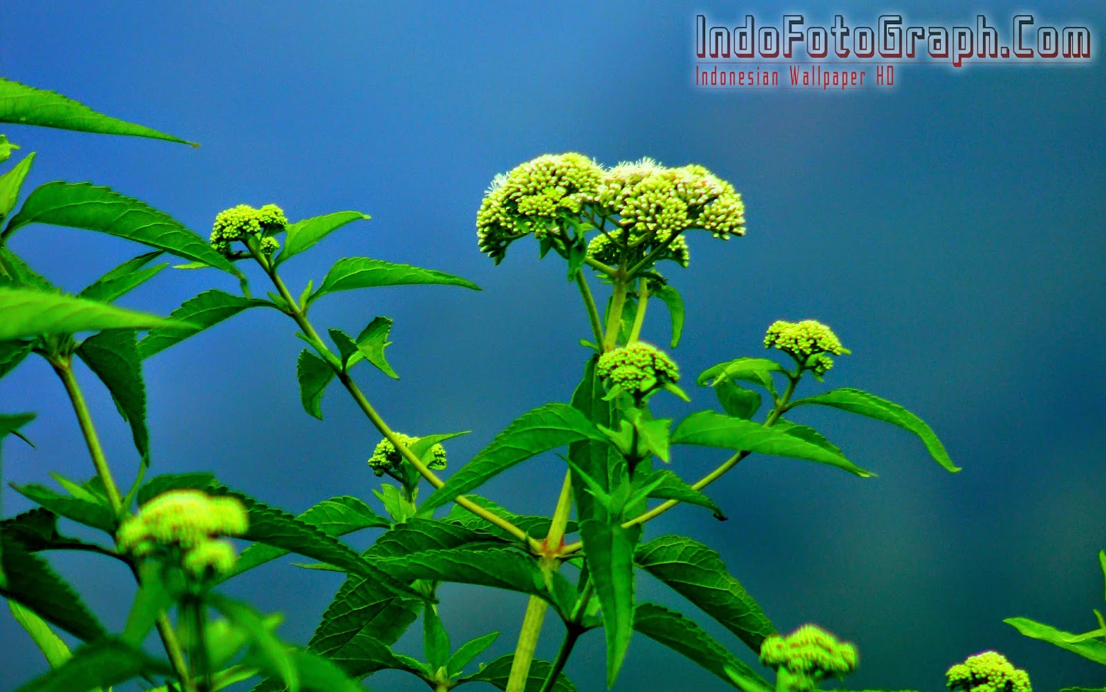 download wallpaper alam,flower,flowering plant,plant,lantana,goldenrod