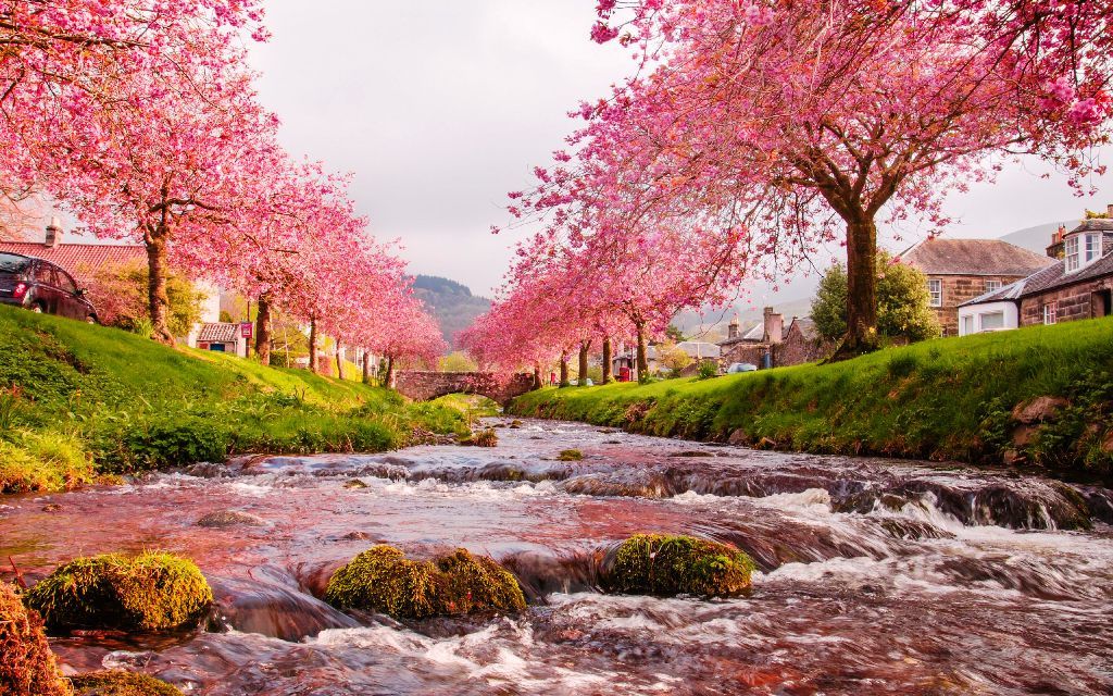 carta da parati pemandangan cantik,paesaggio naturale,natura,albero,primavera,fiume