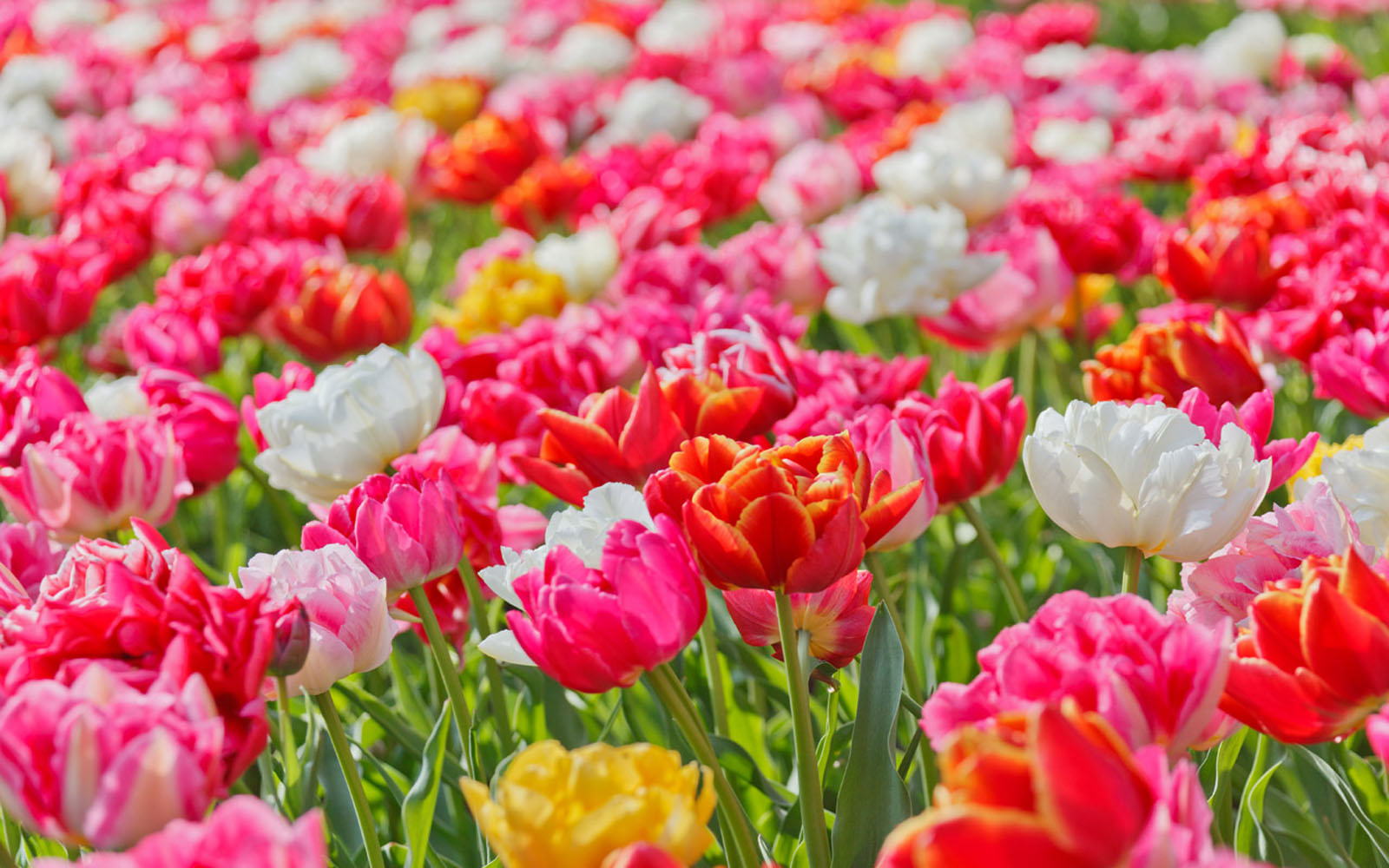 papier peint terbagus di dunia,fleur,plante à fleurs,pétale,tulipe,rose