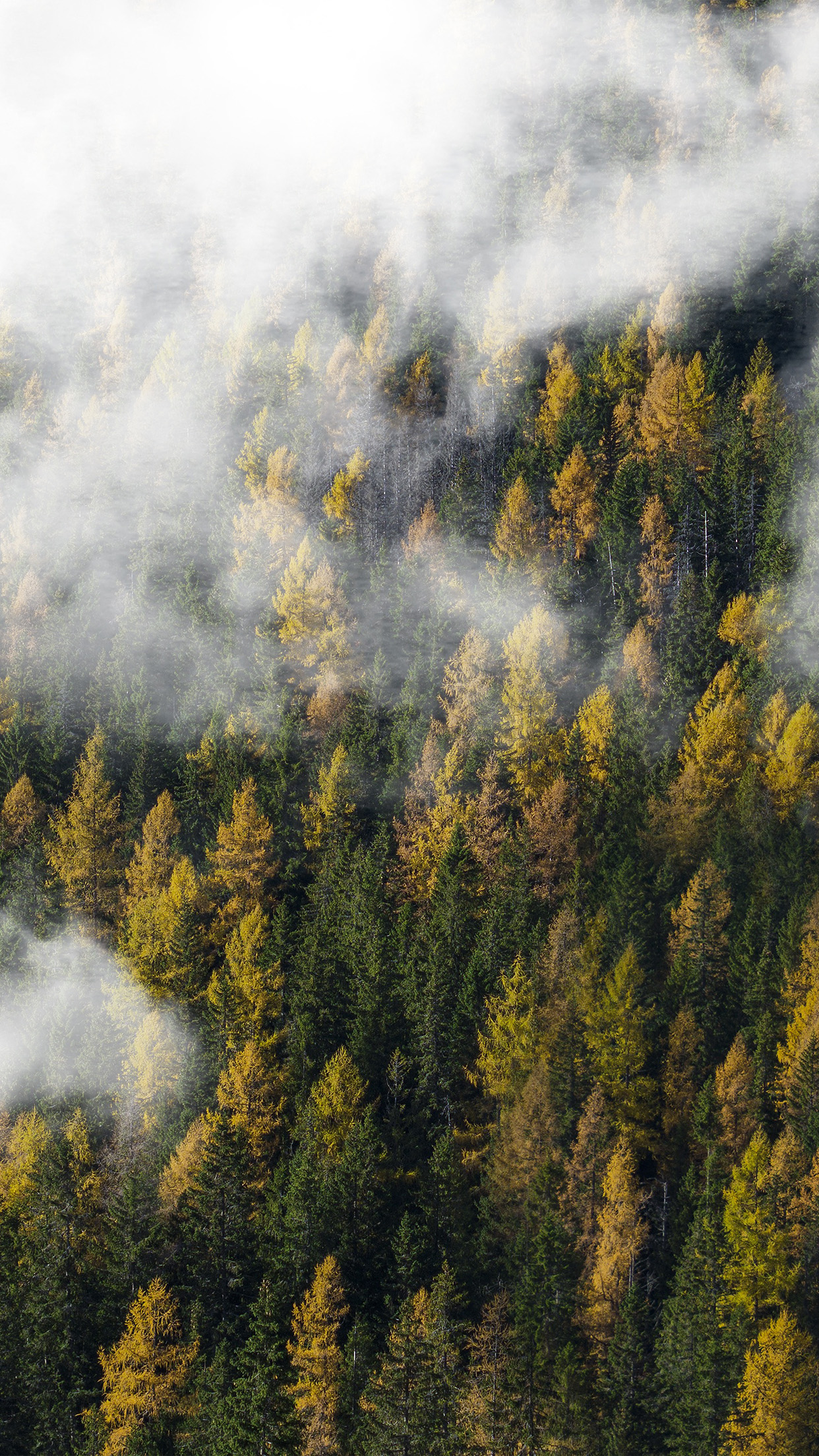 doa tapete,natur,baum,wald,natürliche landschaft,himmel