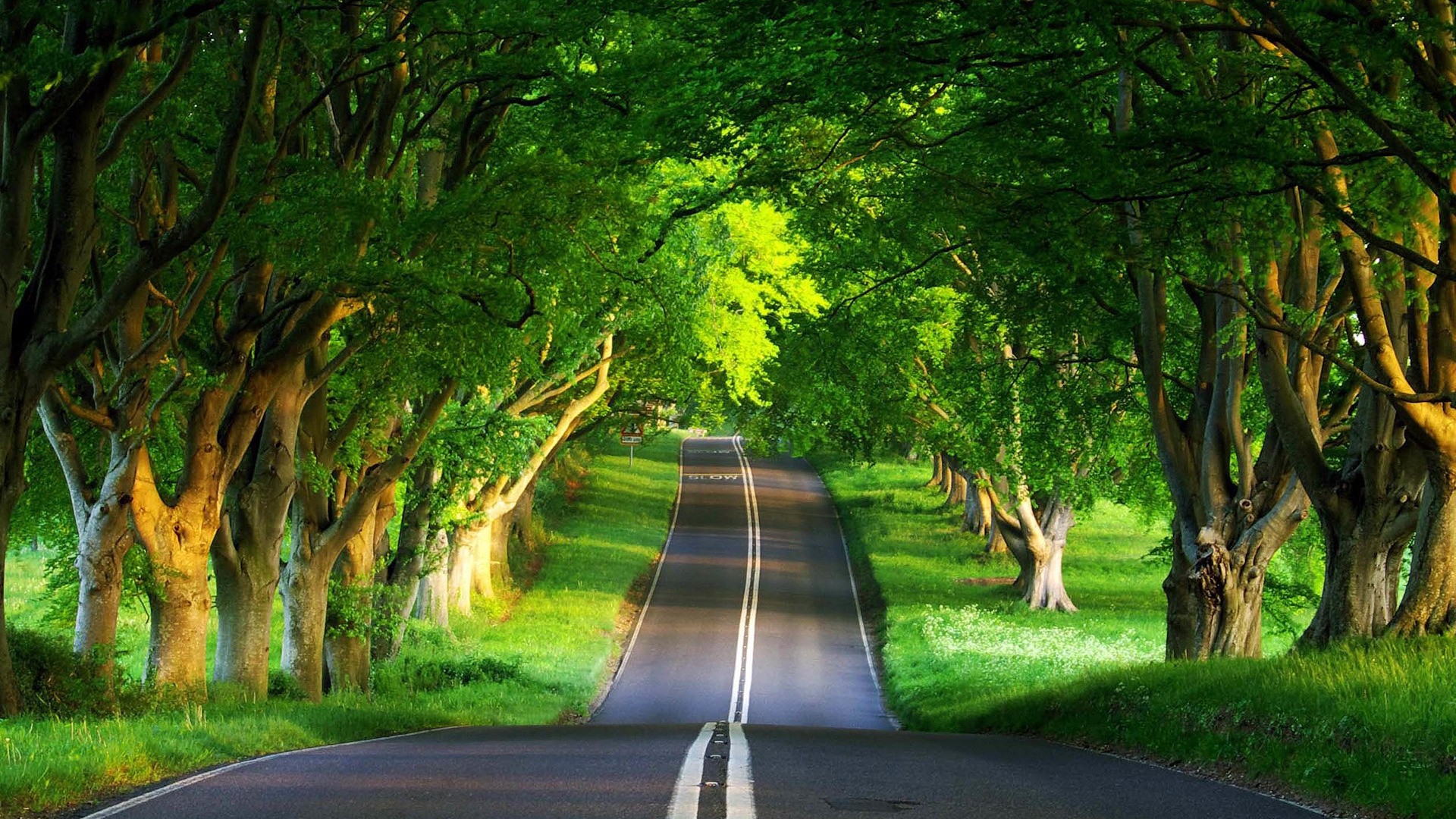 wallpaper pemandangan alam dan pedesaan,natural landscape,nature,tree,green,road