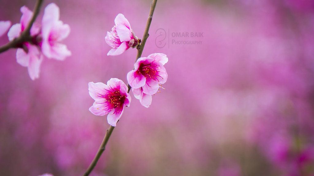 壁紙terkeren di dunia,花,開花植物,花弁,自然,ピンク