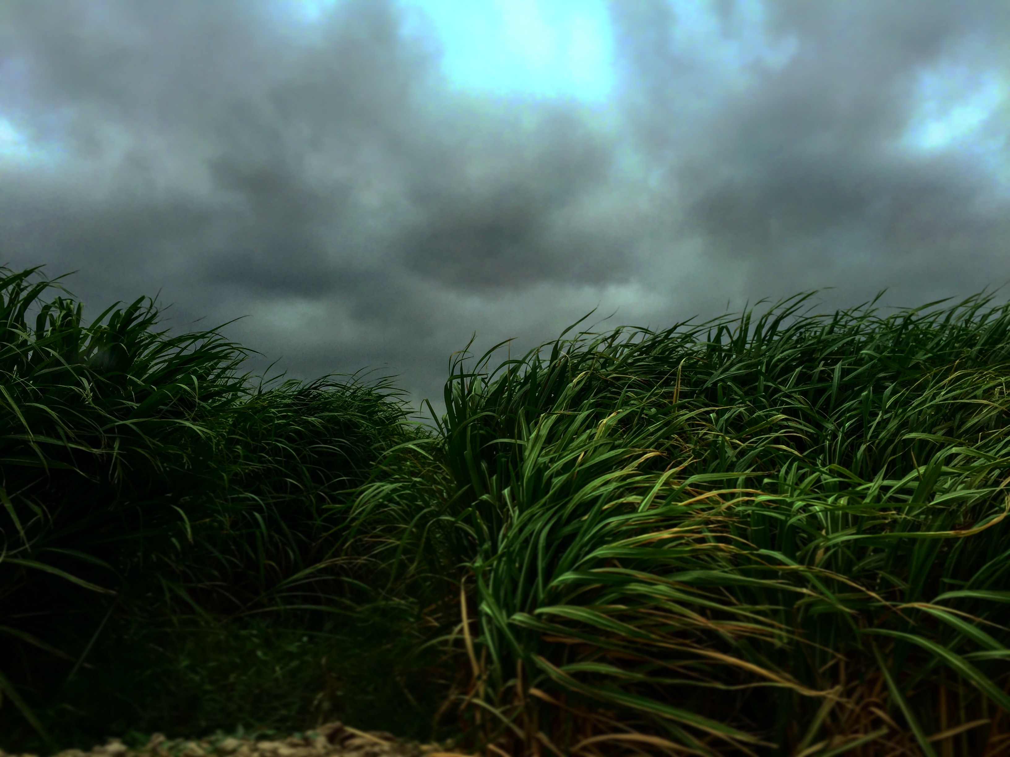 nachar tapete,natur,himmel,gras,grün,natürliche landschaft