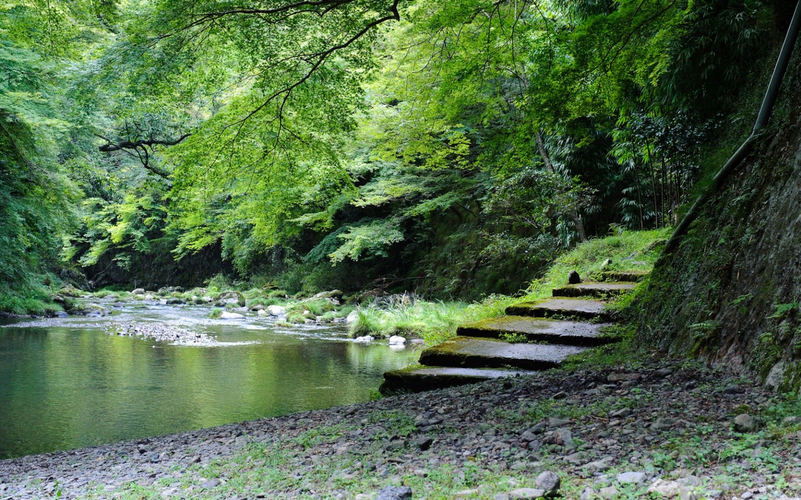 本物の自然の壁紙,自然の風景,自然,木,水,緑