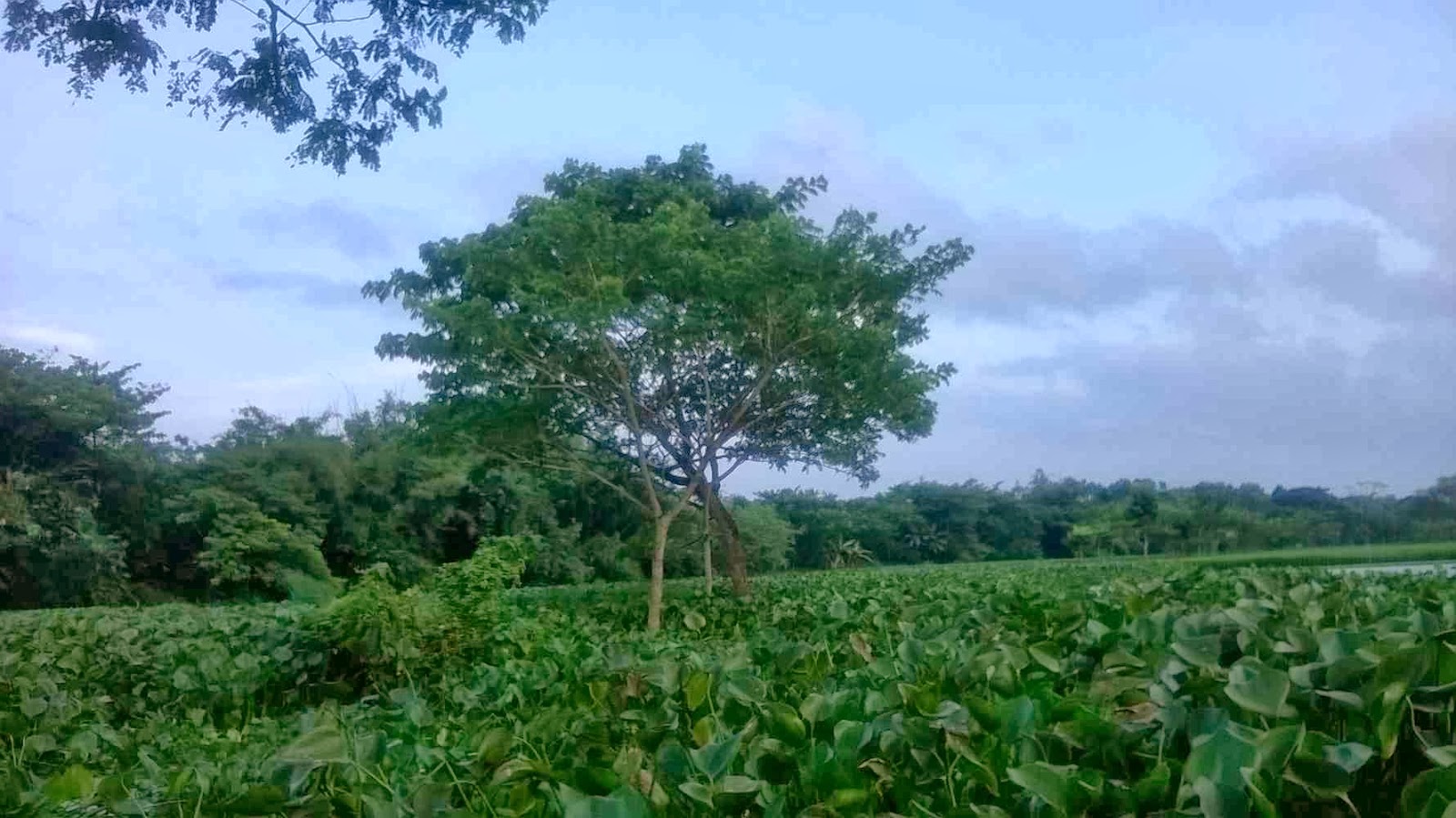 echte natur tapete,natur,baum,pflanze,natürliche landschaft,plantage