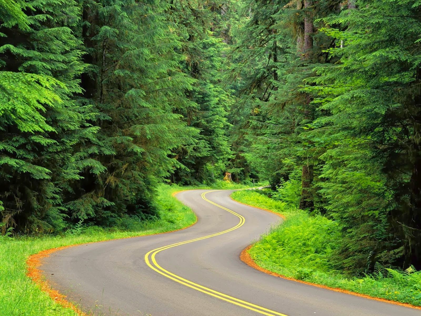 beautiful nature hd wallpapers full,green,natural landscape,road,tree,vegetation