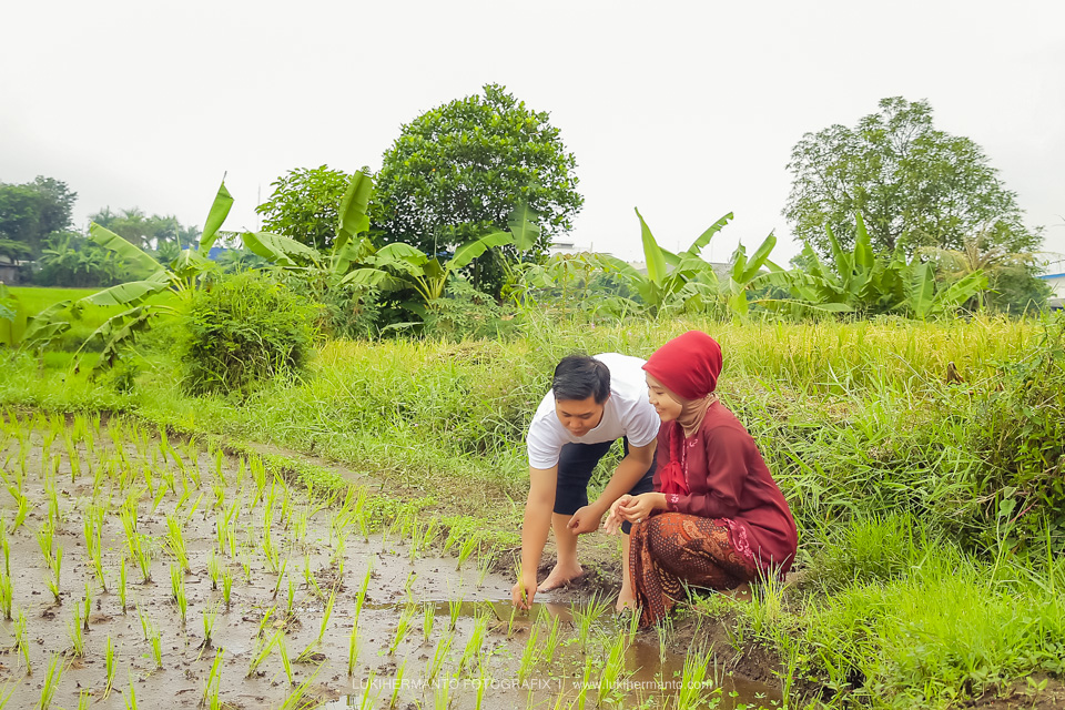 alam pak wallpaper,people in nature,paddy field,plantation,grass,farmer