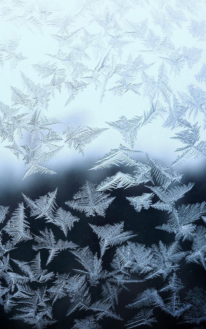 冷凍ライブ壁紙,自然,空,葉,木,霜