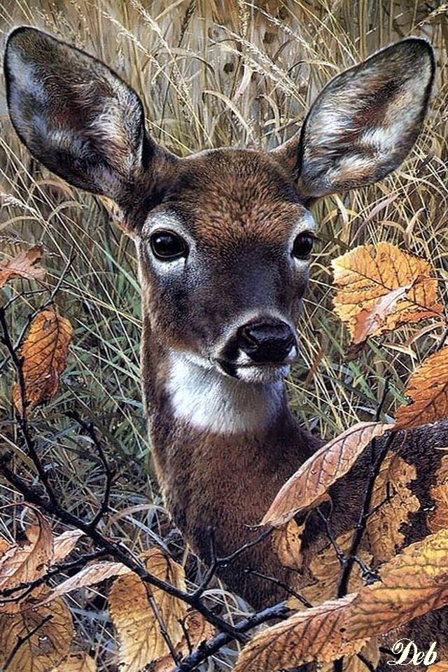 deer wallpaper iphone,wildlife,mammal,deer,terrestrial animal,white tailed deer