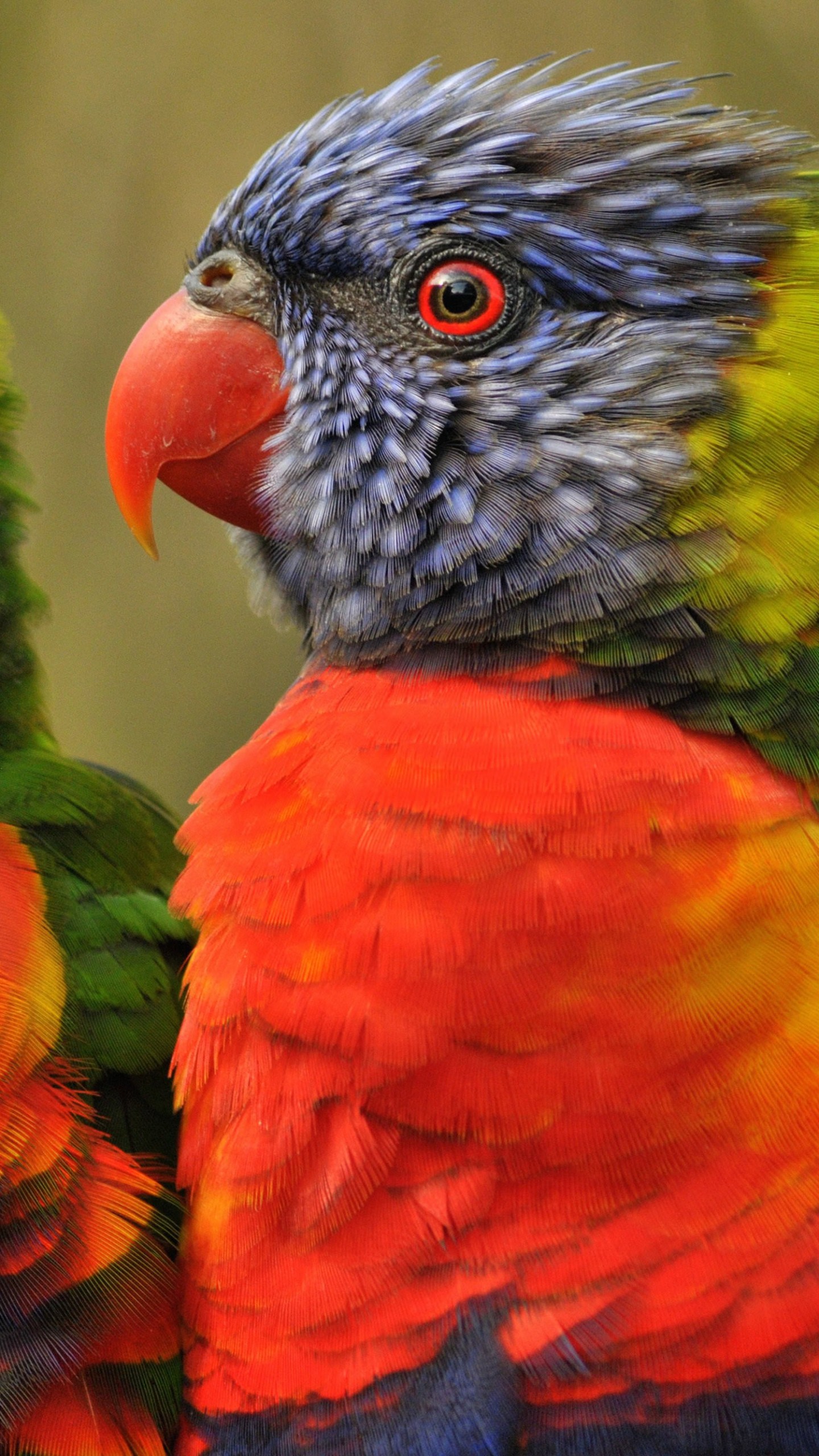 ネクサス6p壁紙hd,鳥,オウム,コンゴウインコ,ロリキート,インコ