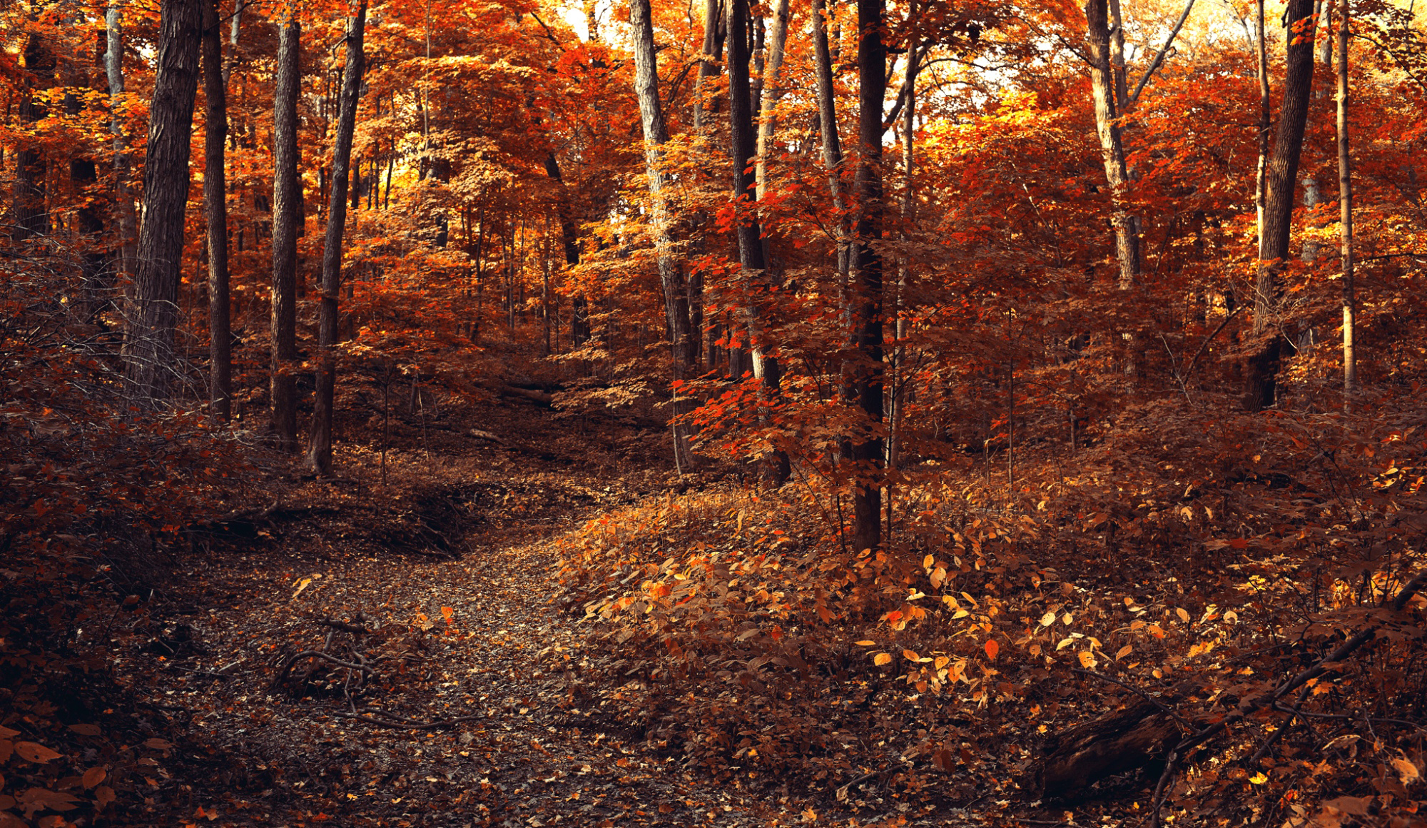 wallpaper torrent,nature,tree,forest,northern hardwood forest,leaf