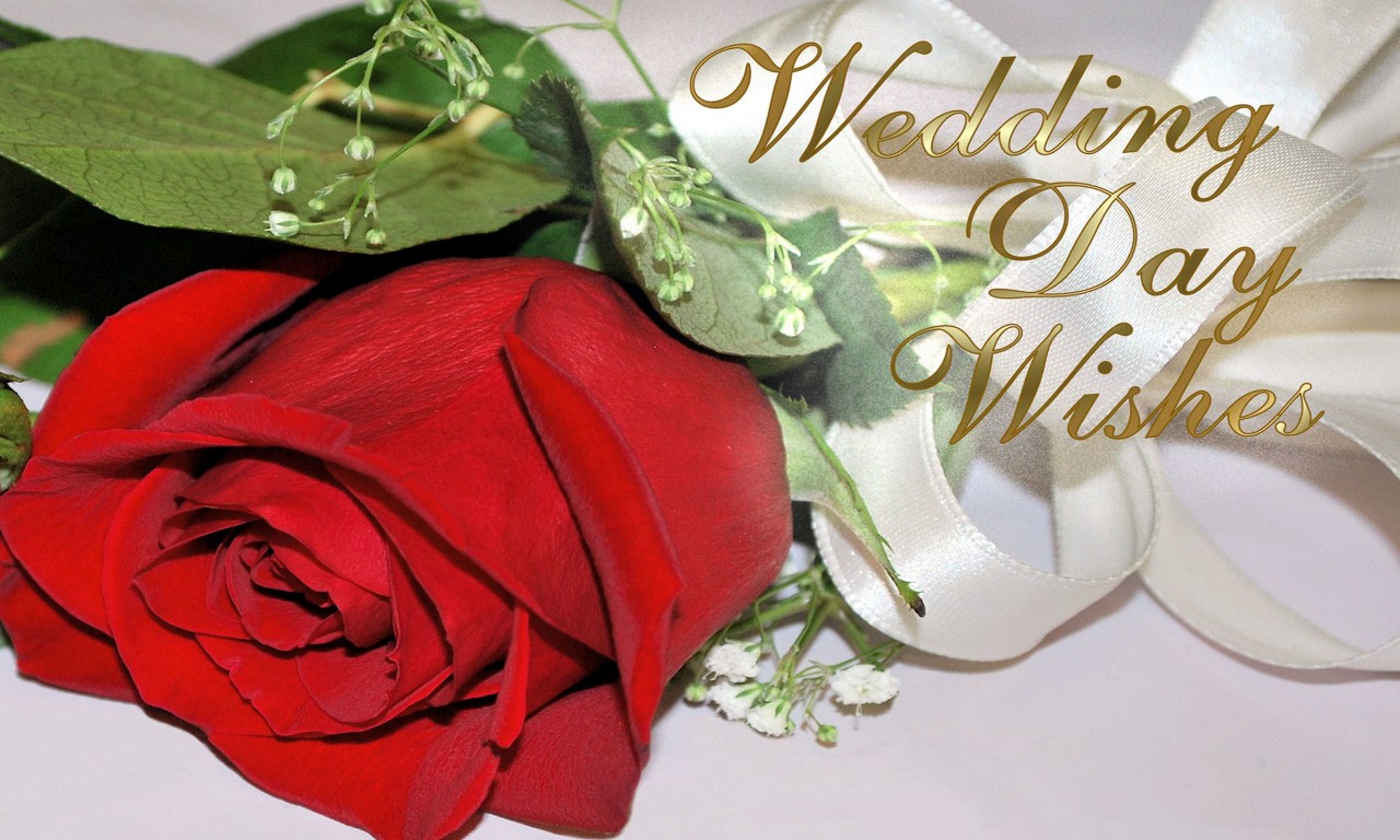 행복한 결혼 생활 벽지,빨간,정원 장미,장미,꽃,꽃을 자르다