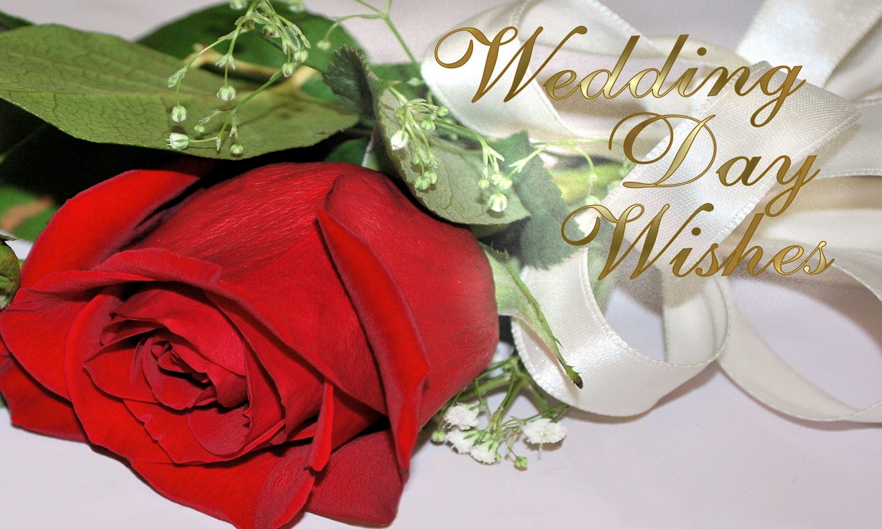 happy married life wallpaper,red,garden roses,rose,flower,cut flowers