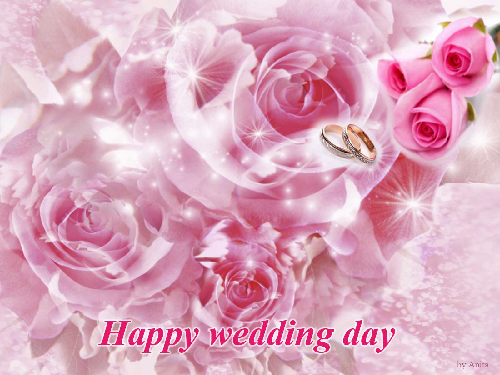 wedding day wallpaper,pink,garden roses,rose,flower,rose family