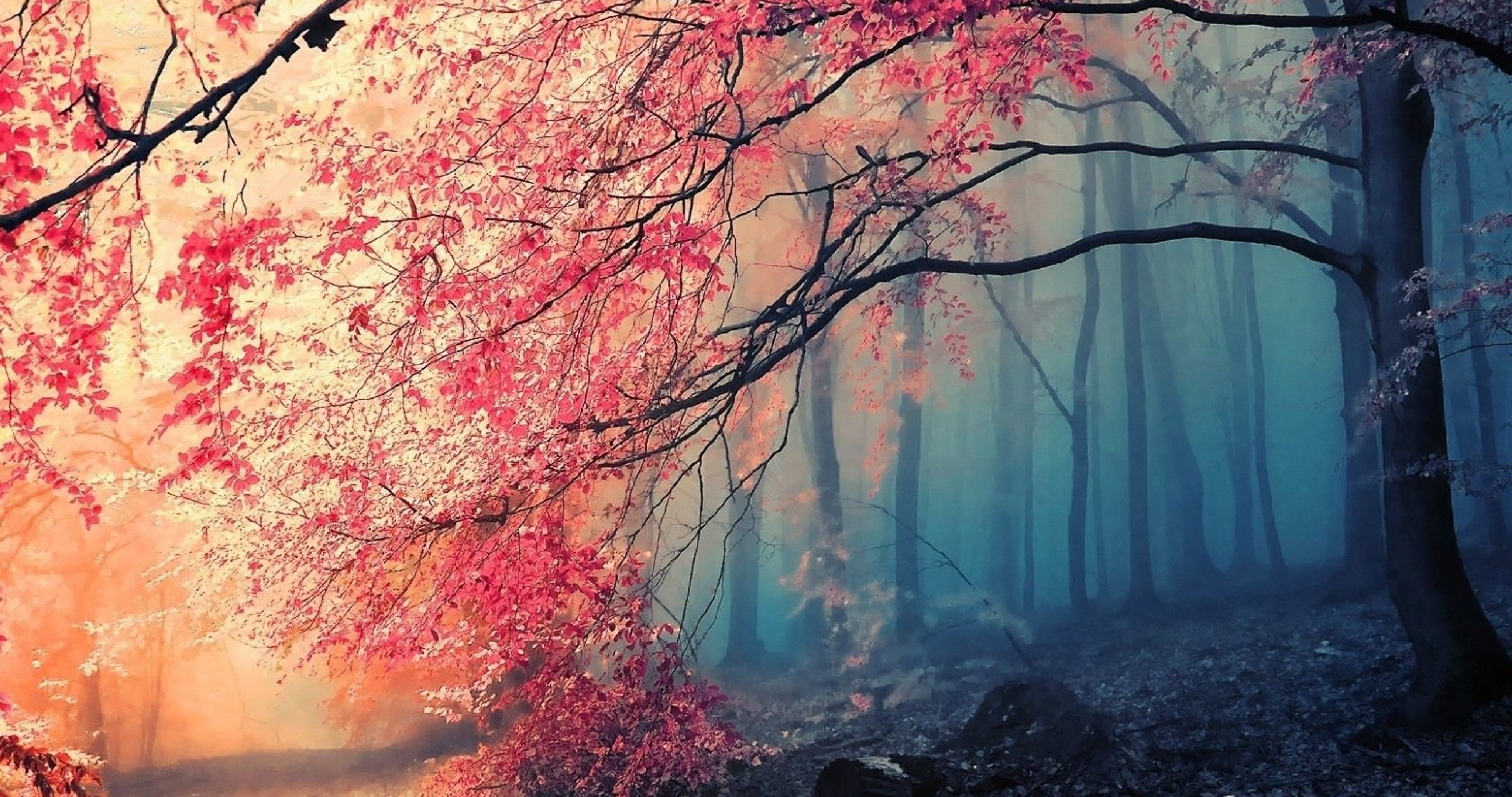 copertina wallpaper hd,natura,albero,paesaggio naturale,cielo,rosso