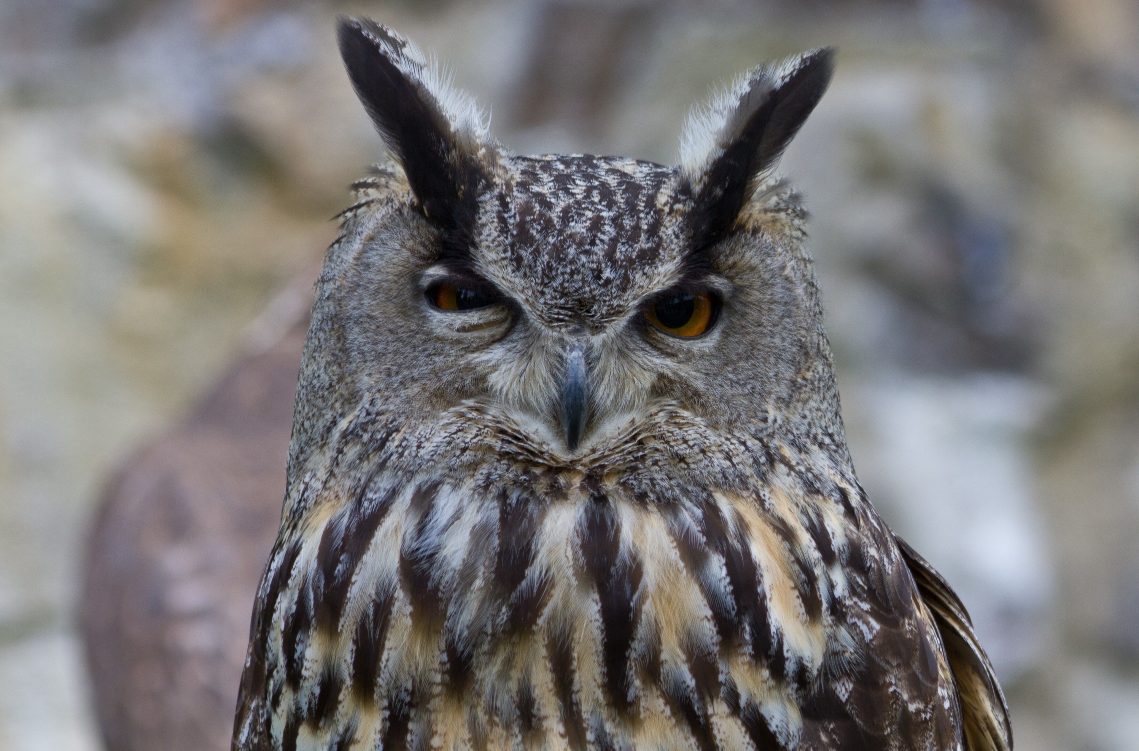 1080p壁紙パック,鳥,フクロウ,猛禽,アメリカオオコノハズク,アメリカオオコノハズク