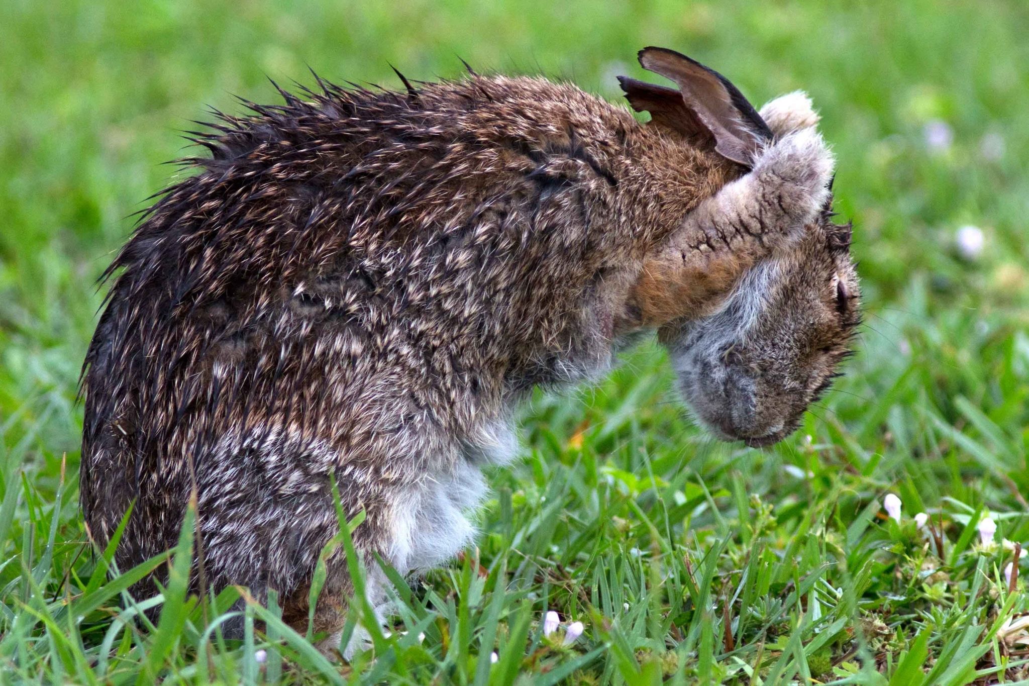 1080p 벽지 팩,토끼,지상파 동물,토끼와 토끼,낮은 키 습지 토끼,잔디