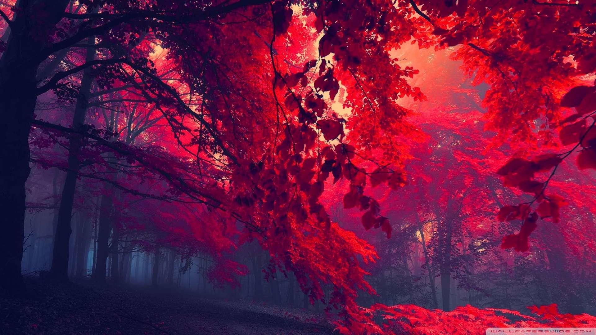 sfondo rosso hd 1080p,rosso,natura,cielo,albero,paesaggio naturale