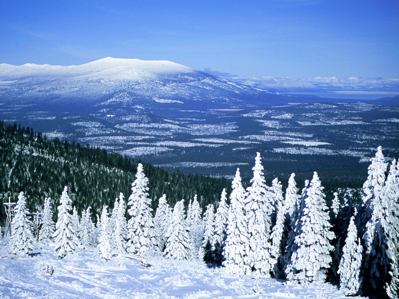 wallpaper pic download,shortleaf black spruce,balsam fir,snow,winter,nature