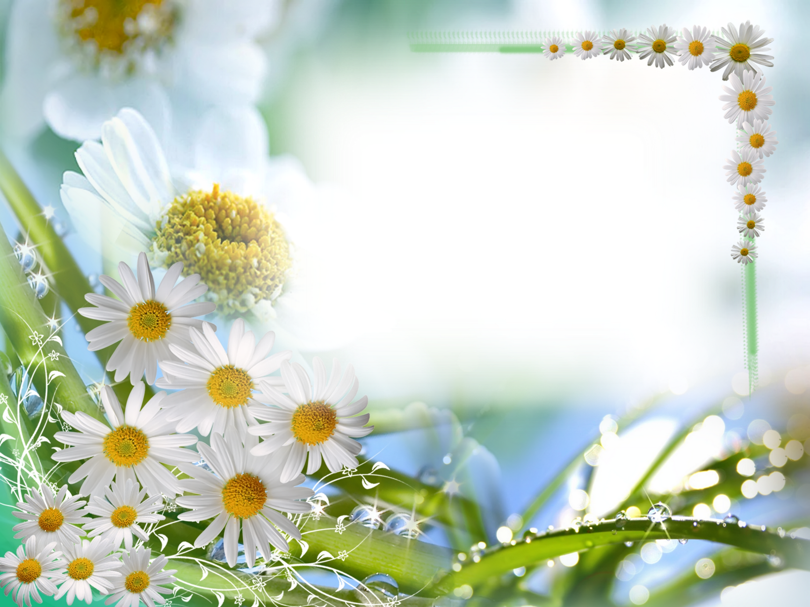 fondos de pantalla png,naturaleza,margarita,manzanilla,flor,manzanilla