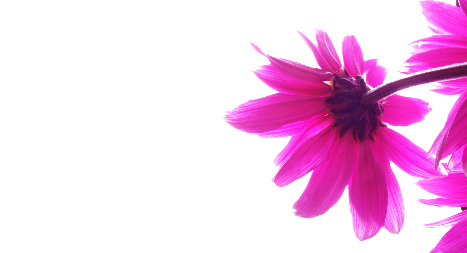 壁紙png 花弁 ピンク 花 工場 開花植物 Wallpaperuse 壁紙png 花弁 ピンク 花 工場 開花植物 Wallpaperuse