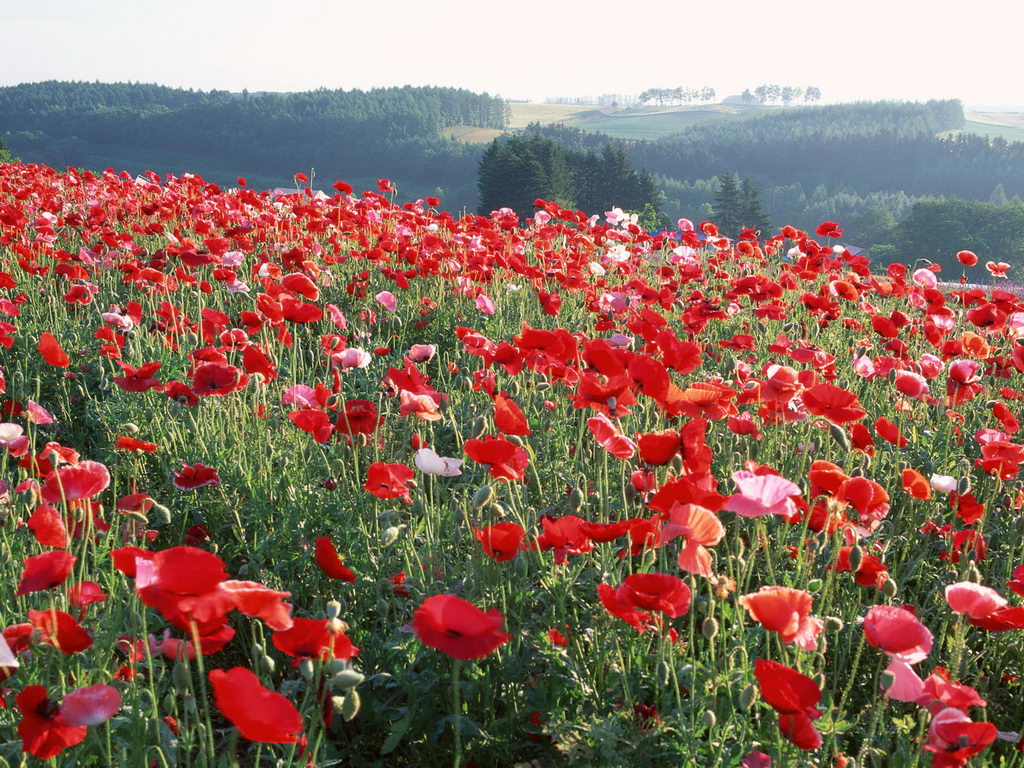 schönsten tapeten der welt kostenloser download,blume,blühende pflanze,feld,pflanze,natürliche landschaft