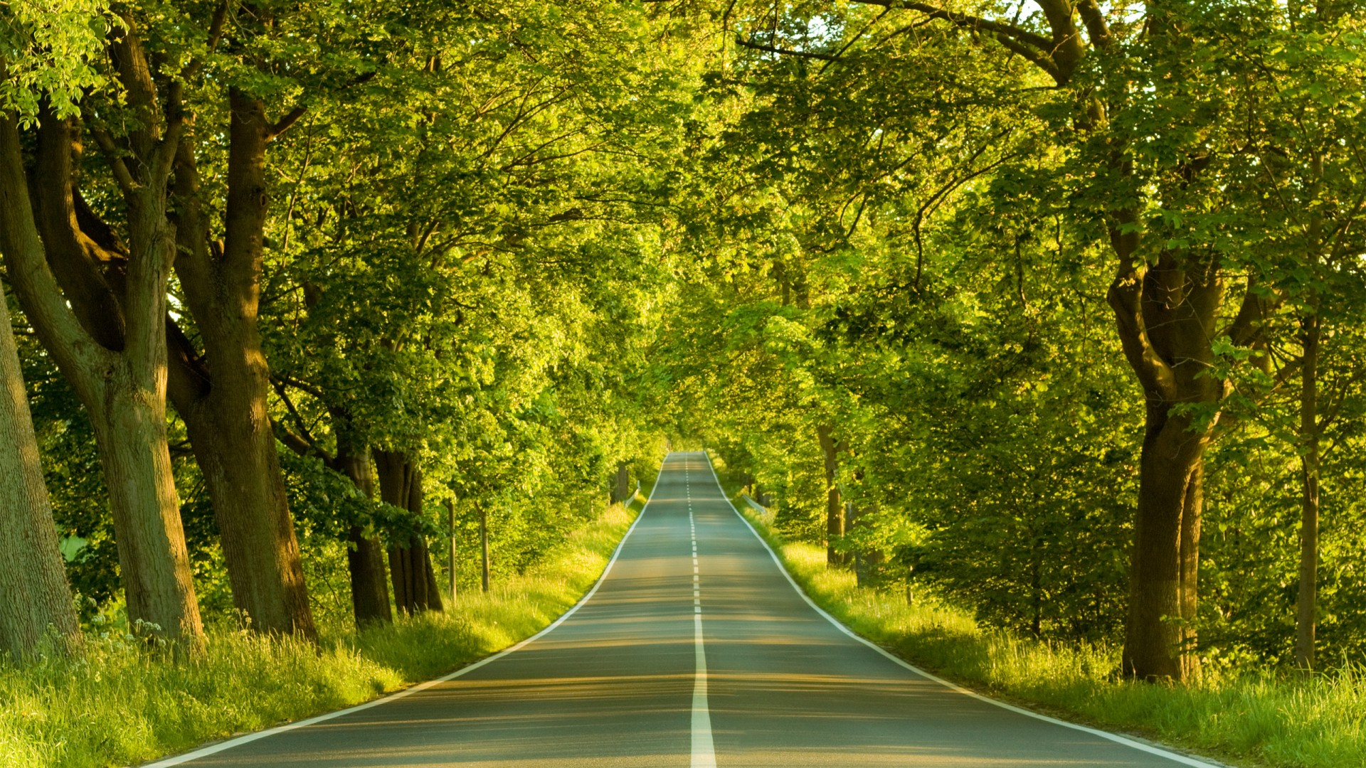 wallpaper photos download free,natural landscape,tree,nature,green,road