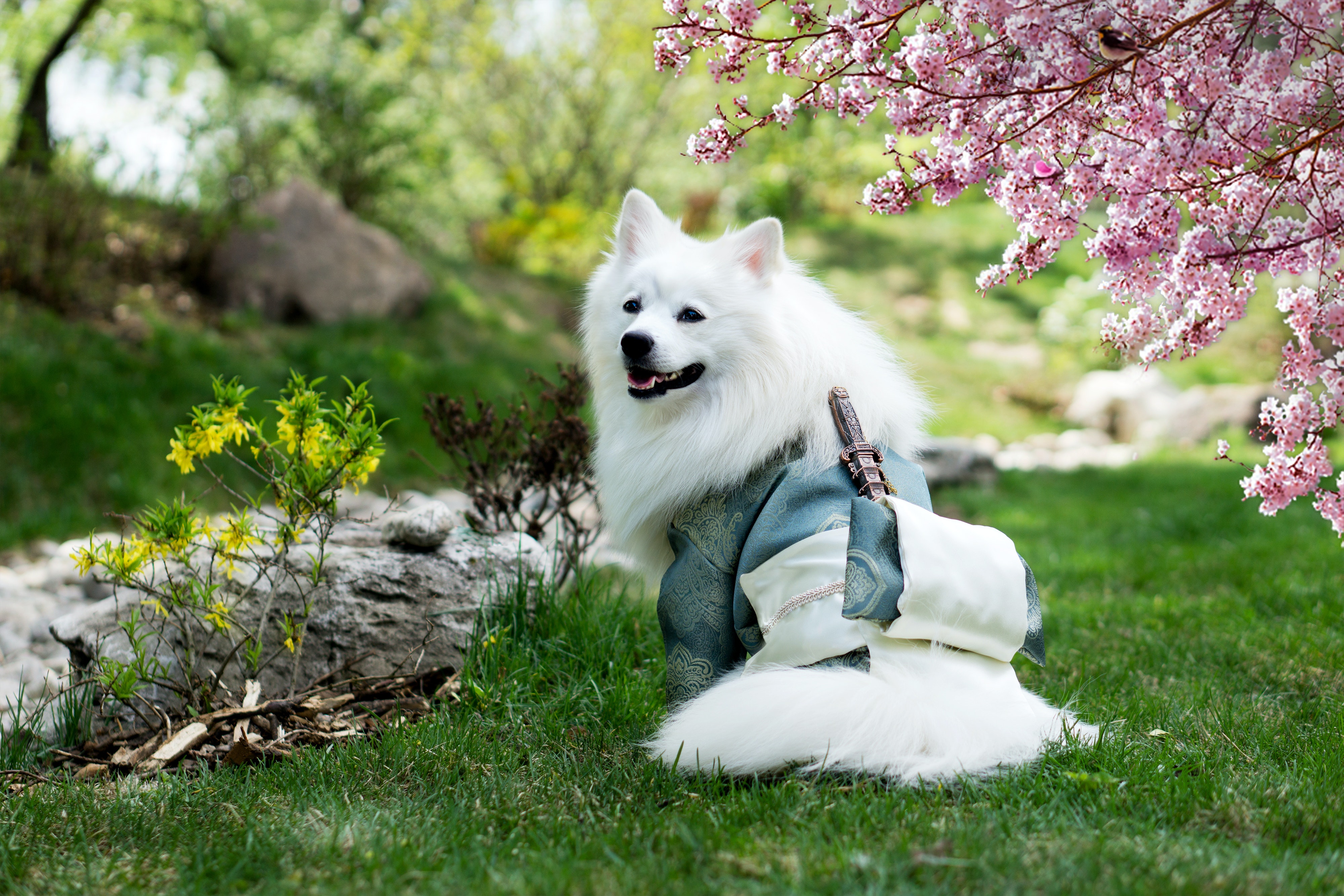 벽지 사진 무료 다운로드,개,일본 스피츠