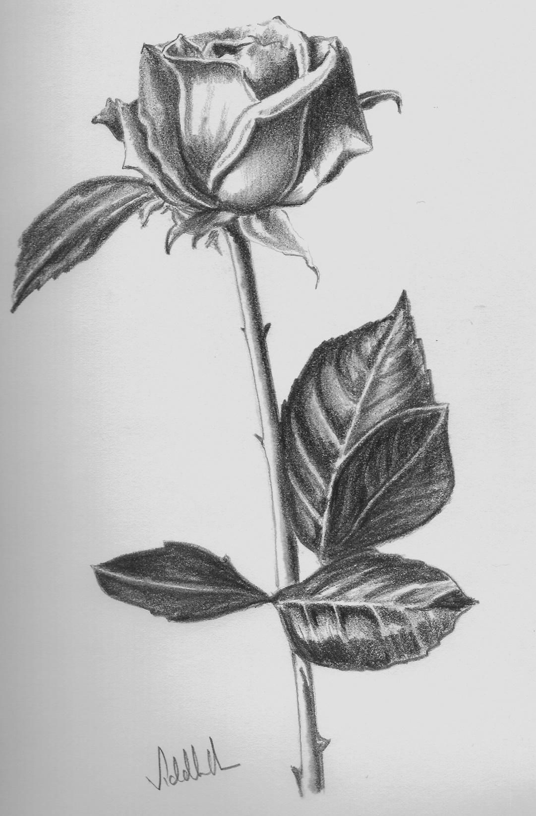 love sketch wallpaper,flower,botany,plant,drawing,plant stem