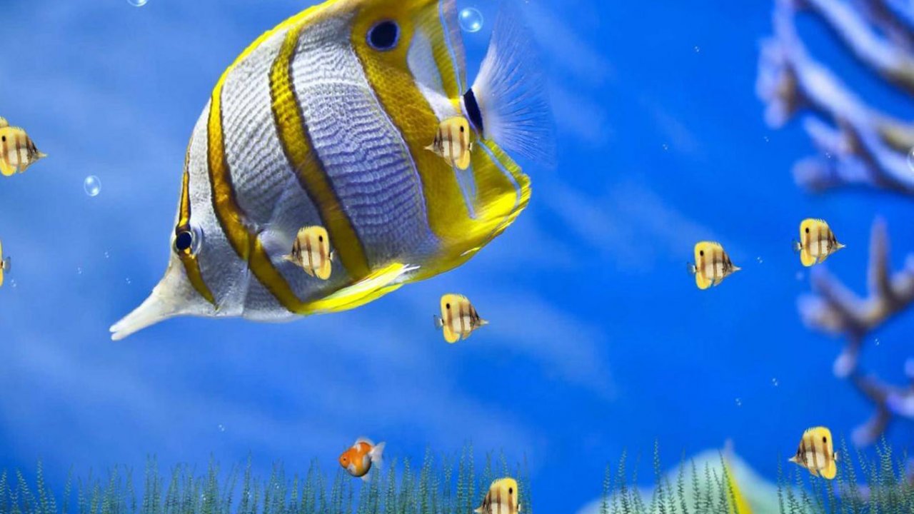 lovely friends wallpapers,fish,coral reef fish,fish,marine biology,butterflyfish
