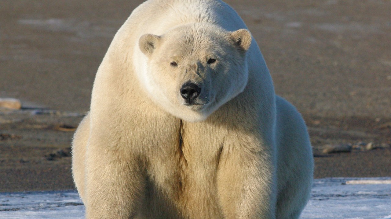 encantadores amigos fondos de pantalla,oso polar,oso,animal terrestre,oso polar,fauna silvestre