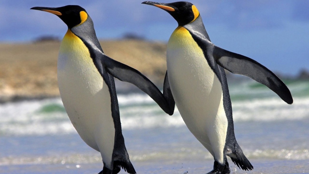 encantadores amigos fondos de pantalla,pájaro,pingüino real,pingüino,ave no voladora,pingüino emperador
