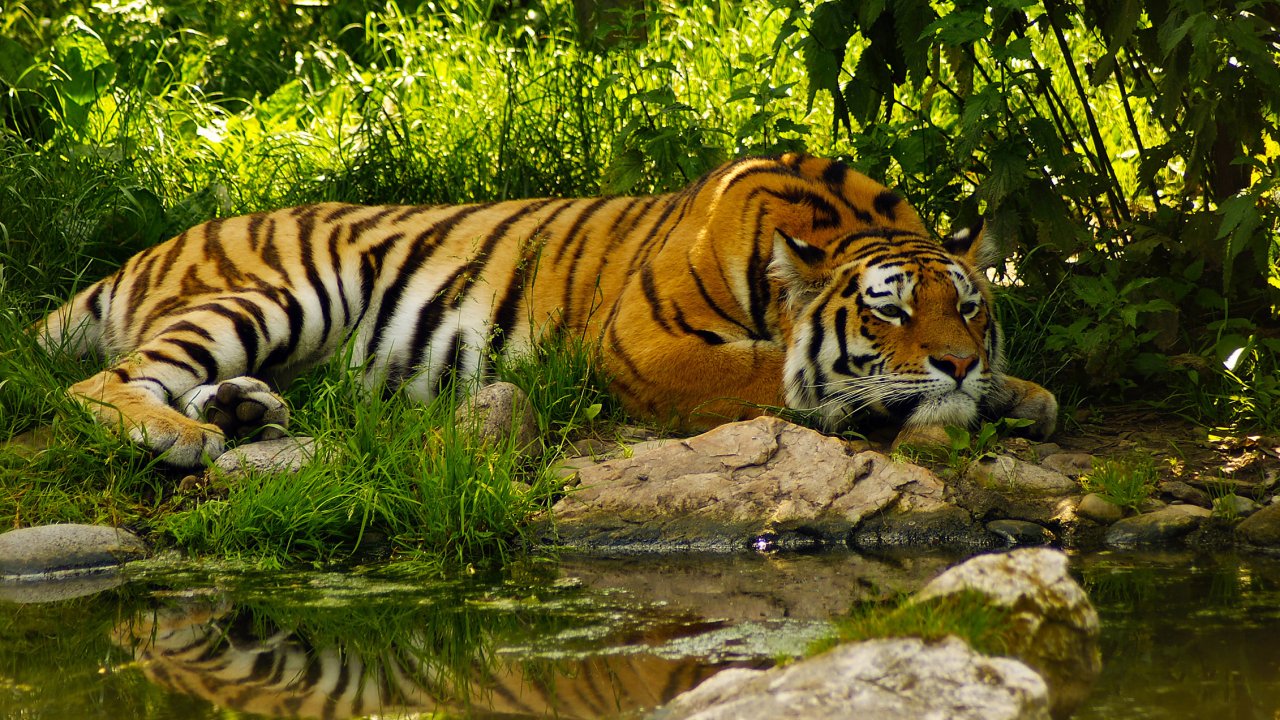 encantadores amigos fondos de pantalla,tigre,fauna silvestre,animal terrestre,tigre de bengala,tigre siberiano