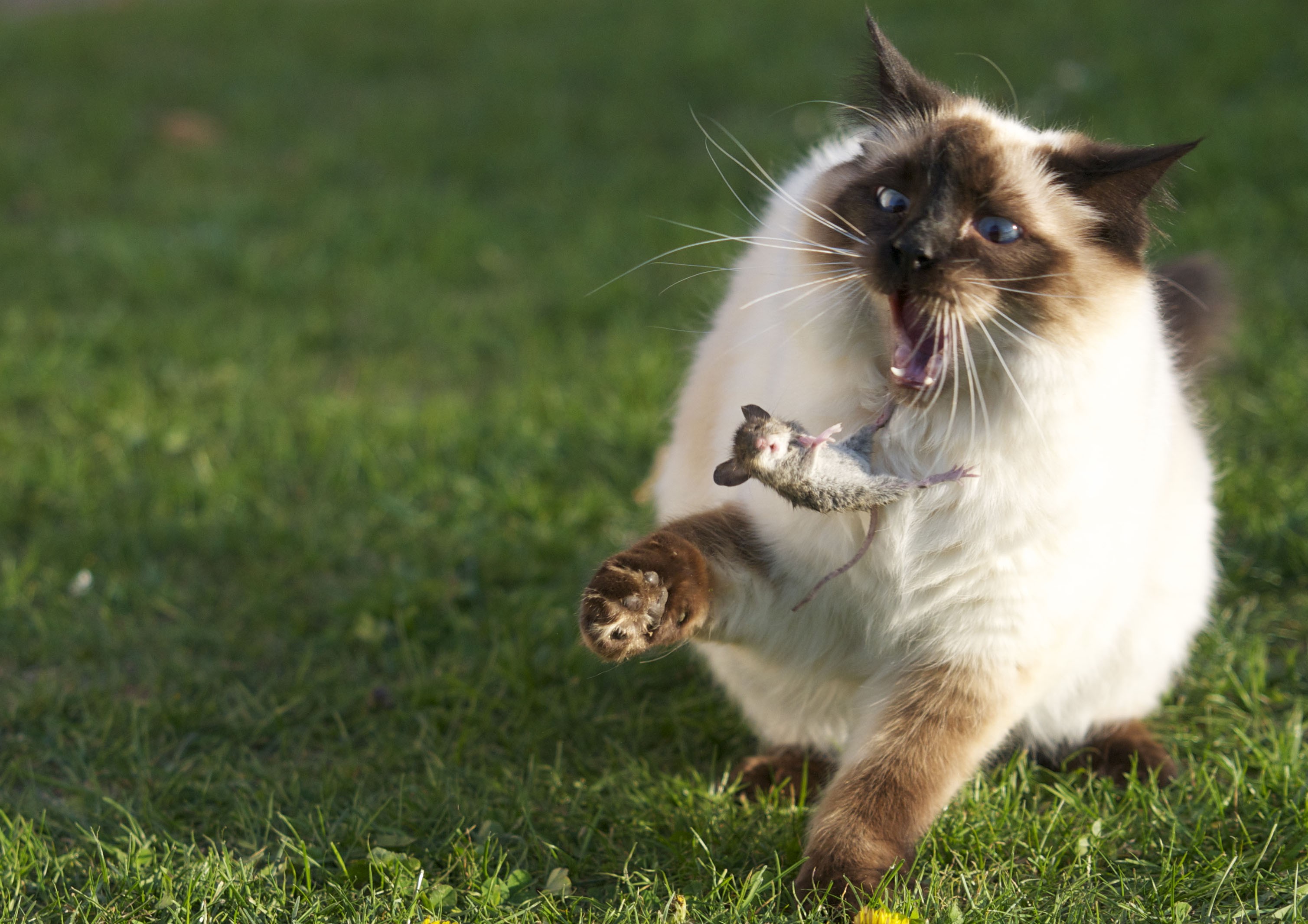 beaux fonds d'écran d'amis,chat,félidés,chats de petite à moyenne taille,herbe,moustaches