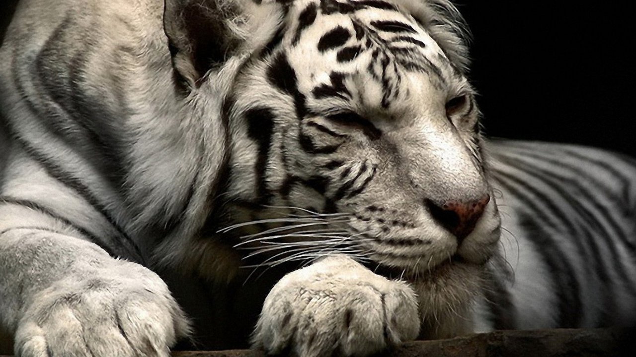 sfondi adorabili amici,tigre,tigre del bengala,natura,felidae,tigre siberiana