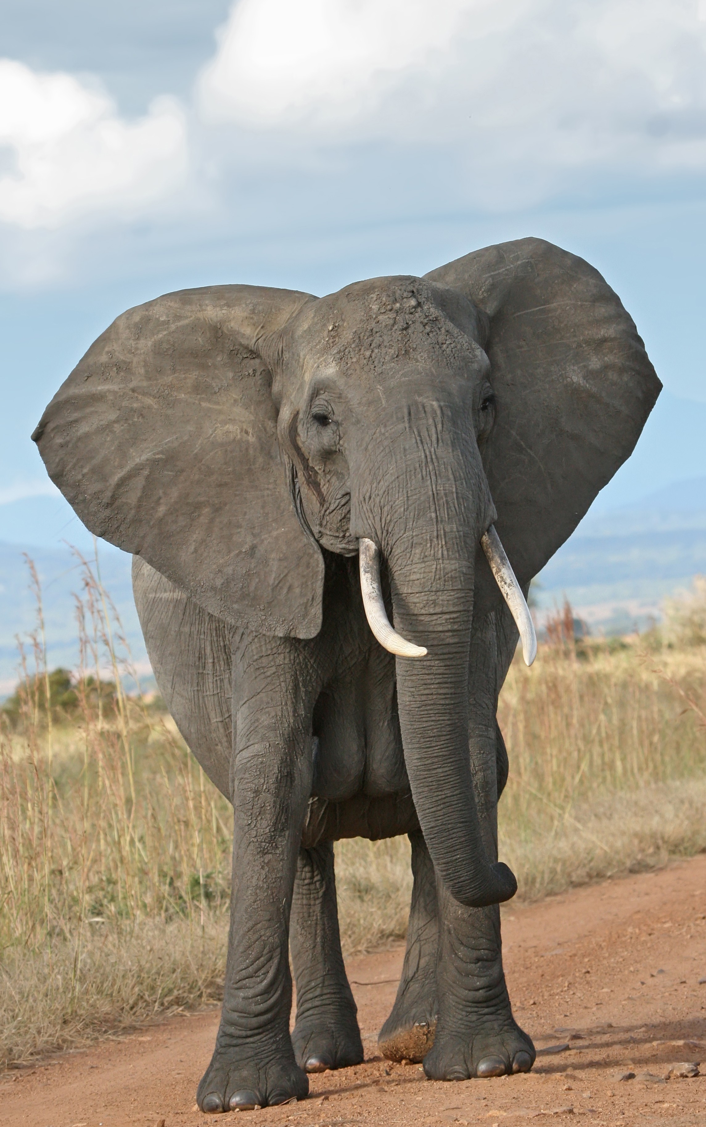 sfondi adorabili amici,elefante,elefanti e mammut,animale terrestre,elefante indiano,elefante africano